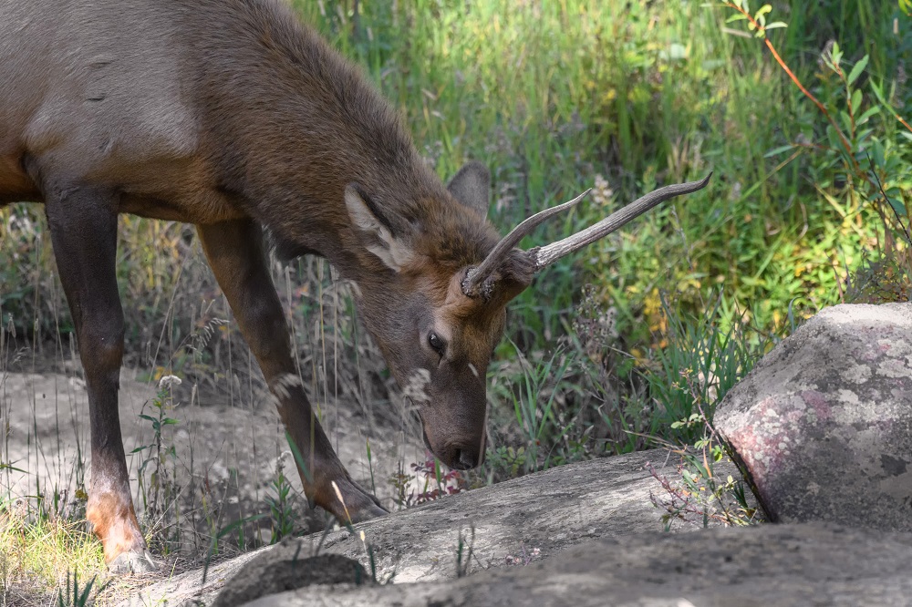 Elk, Colorado Rockies--8.jpg