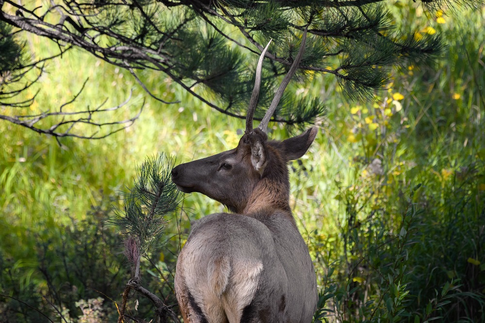 Elk, Colorado Rockies--9.jpg