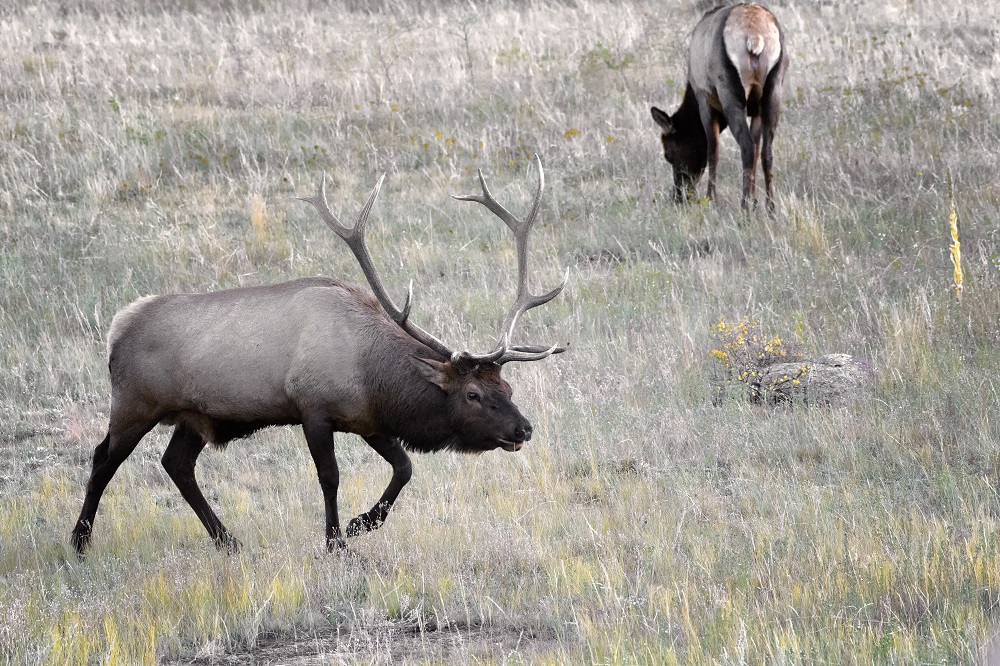 Elk, Colorado Rockies-.jpg