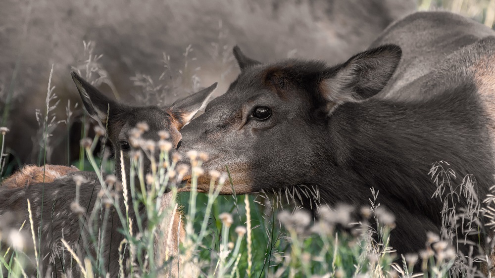 Elk In The Rockies--3.jpg