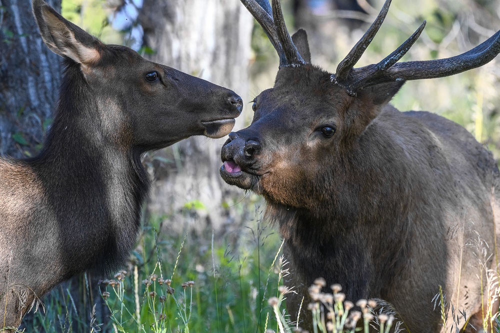 Elk In The Rockies-.jpg