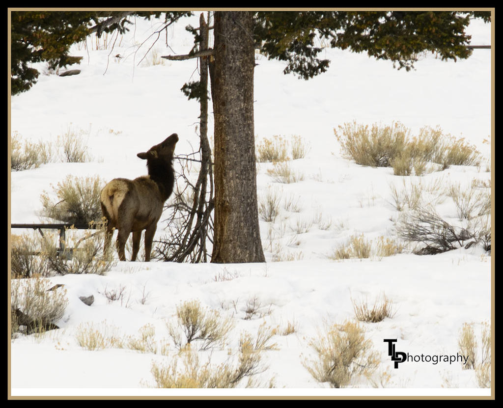 Elk Photo.jpg