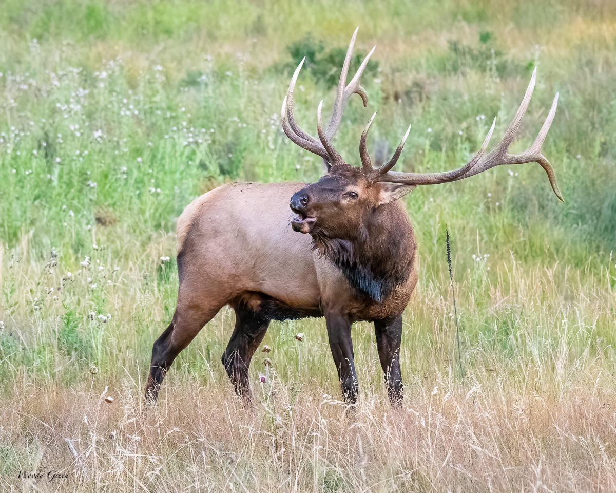 ElkBugle-61.jpg