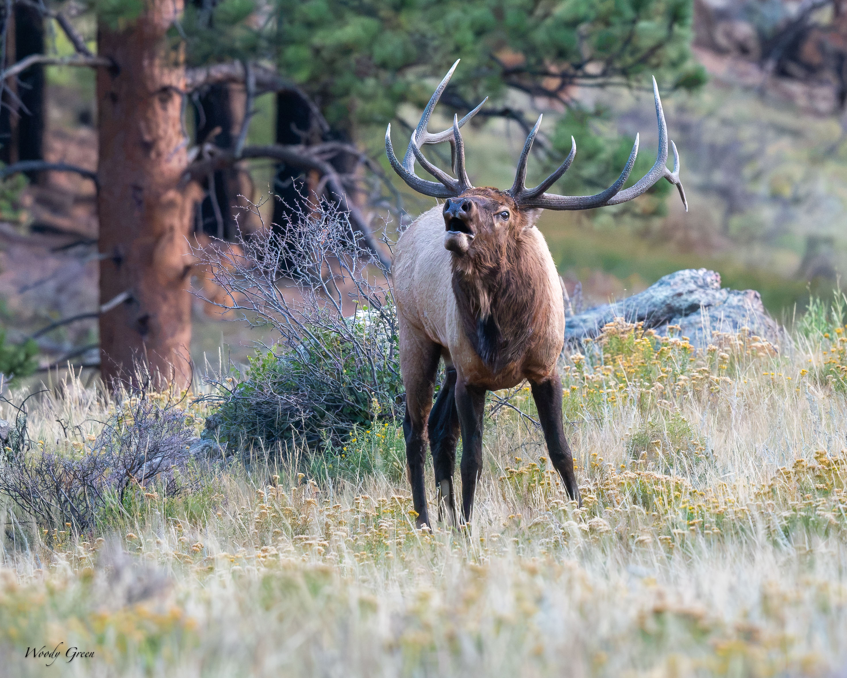 ElkBugle-762.jpg