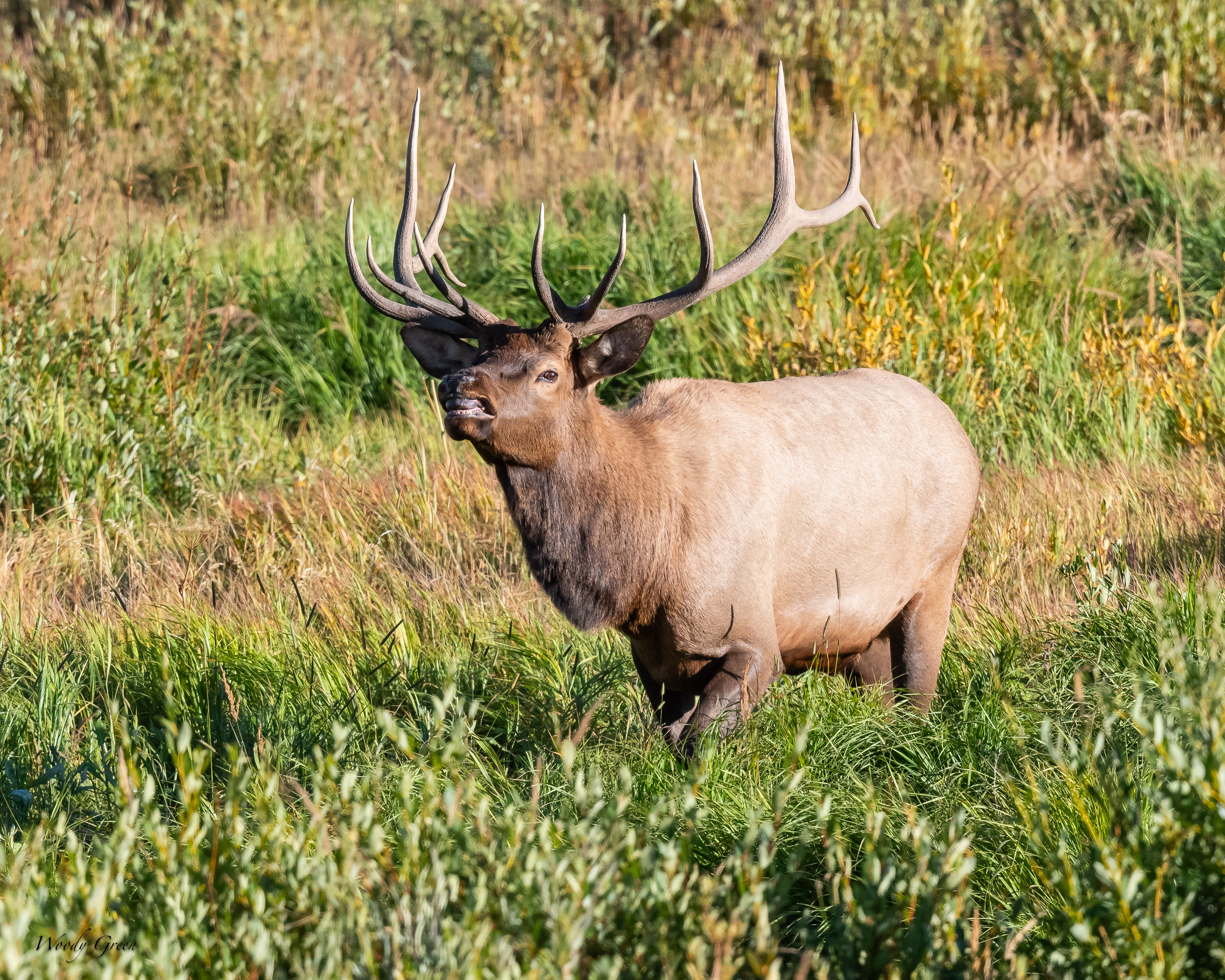 ElkLipcurl-113.jpg