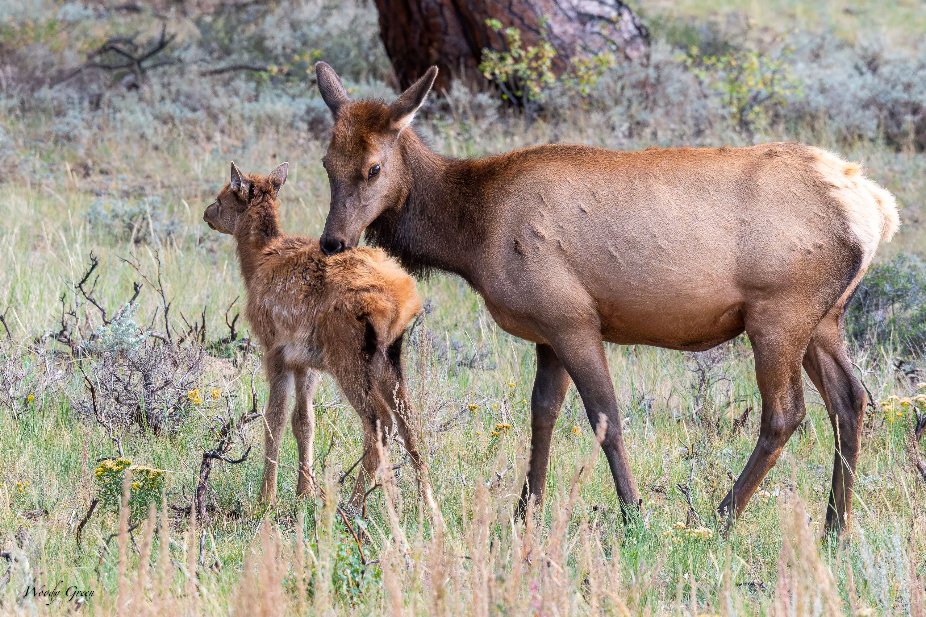 ElkMomBaby-753.jpg