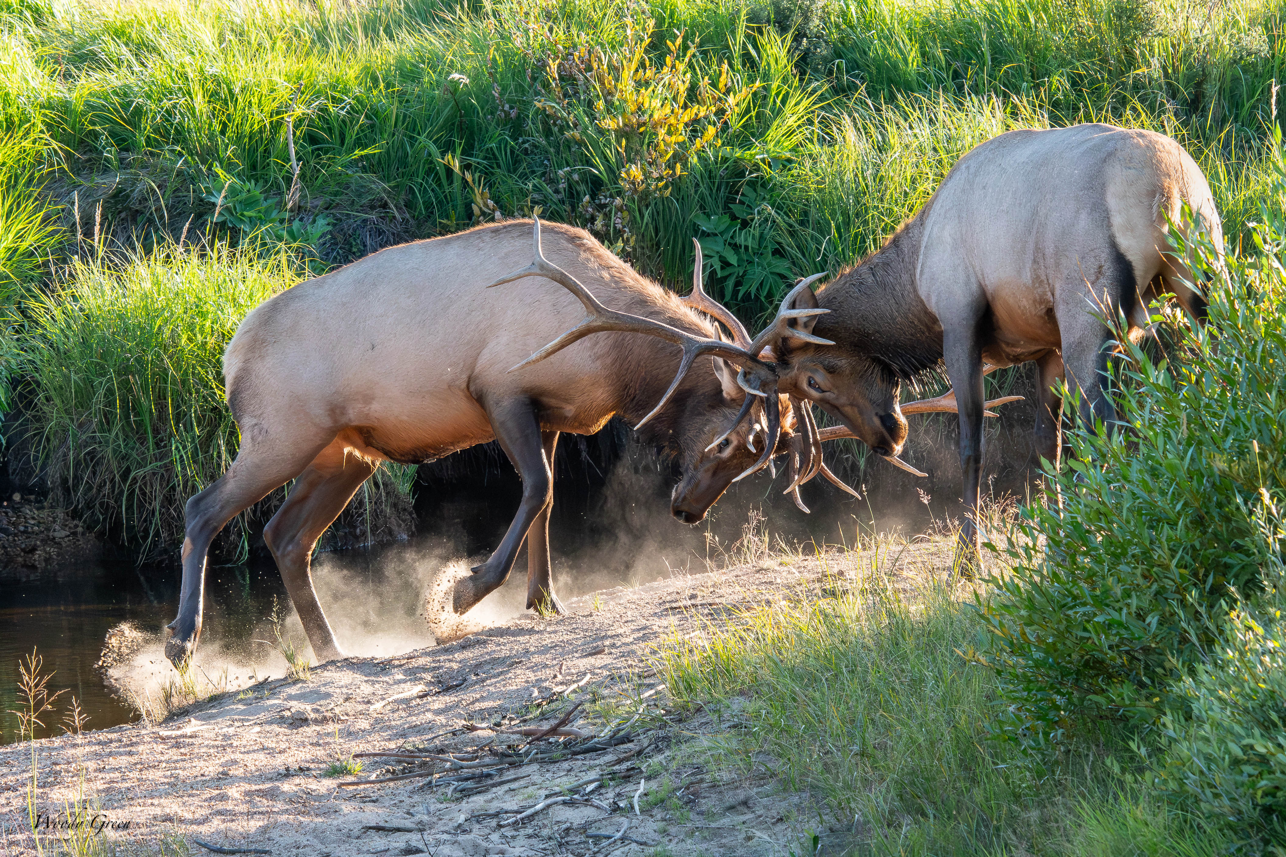 ElkSparring-105.jpg