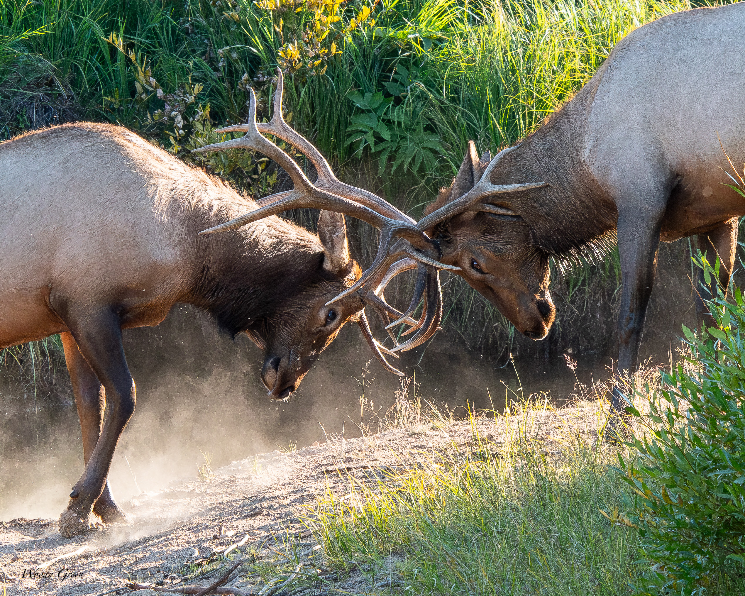 ElkSparring-106.jpg