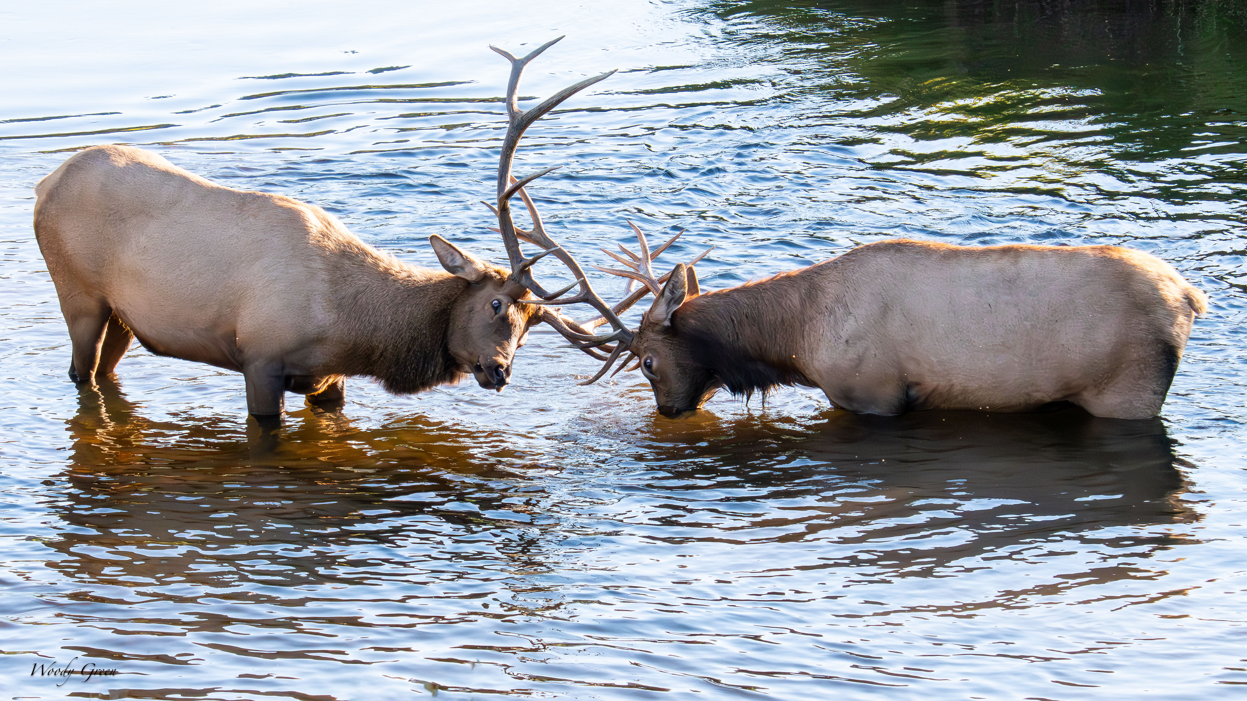 ElkSparring-112.jpg