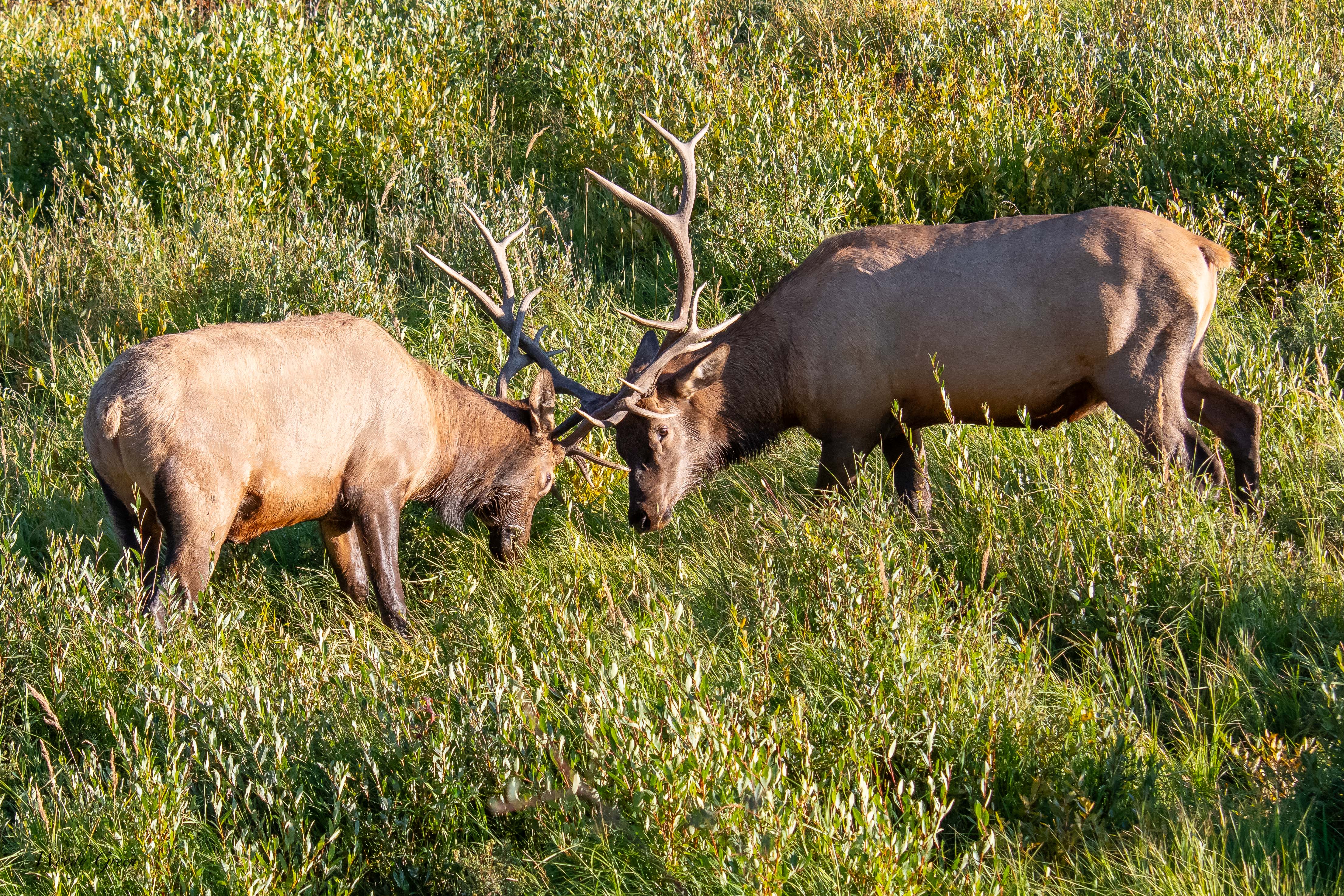 ElkSparring-113.jpg