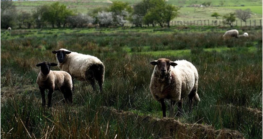 Elliot-sheep.jpg