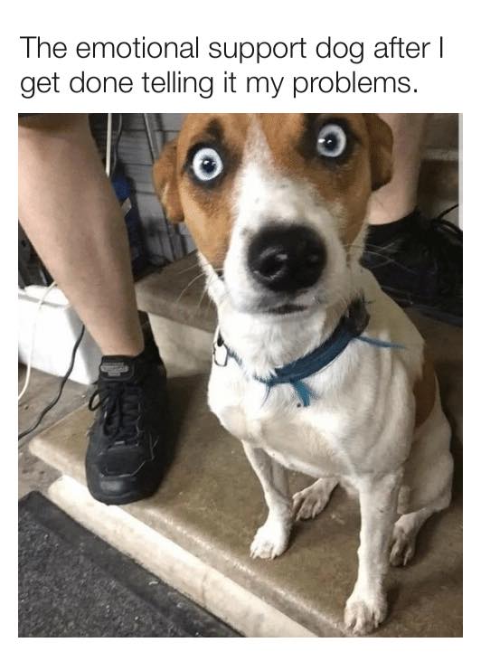emdog.jpg