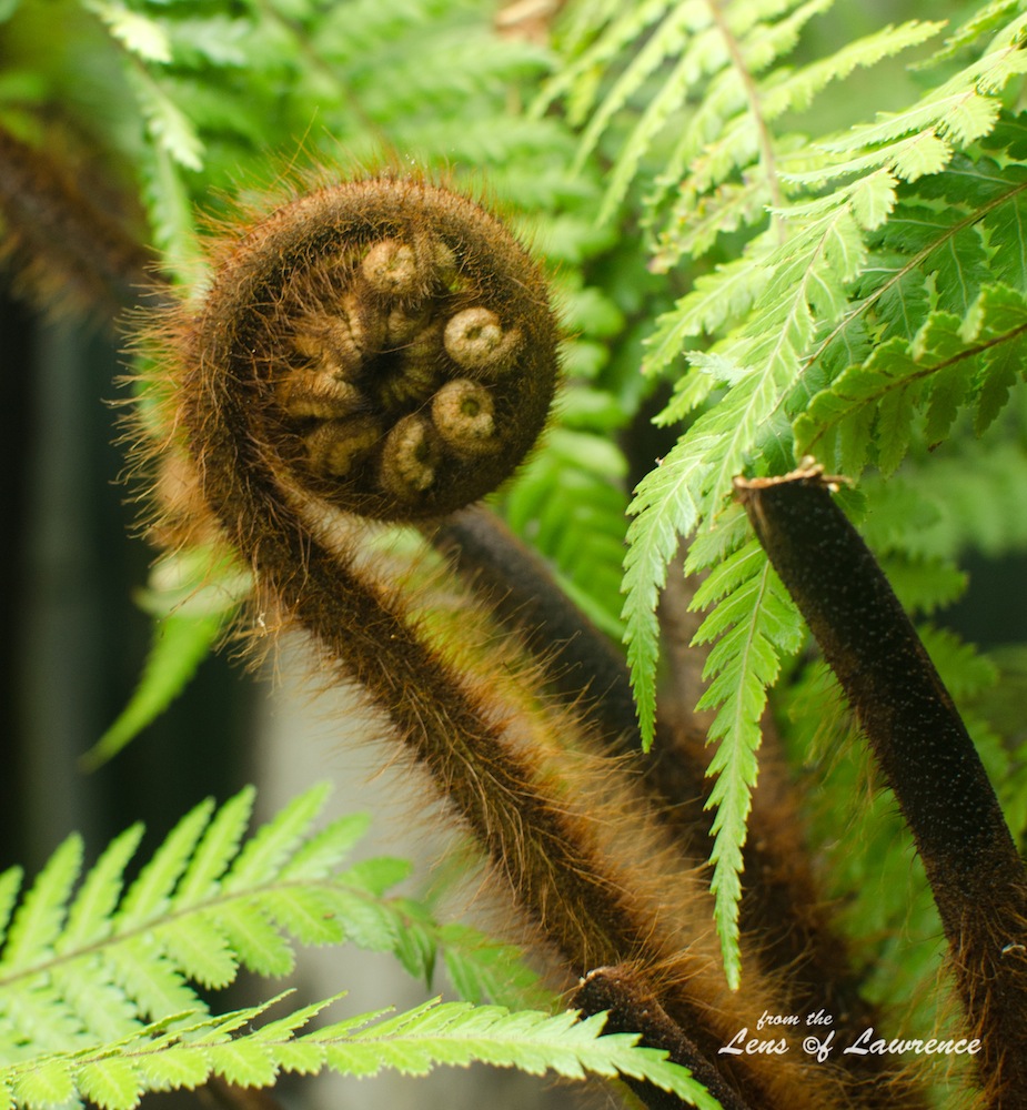 Emerging Fern LOL.jpg