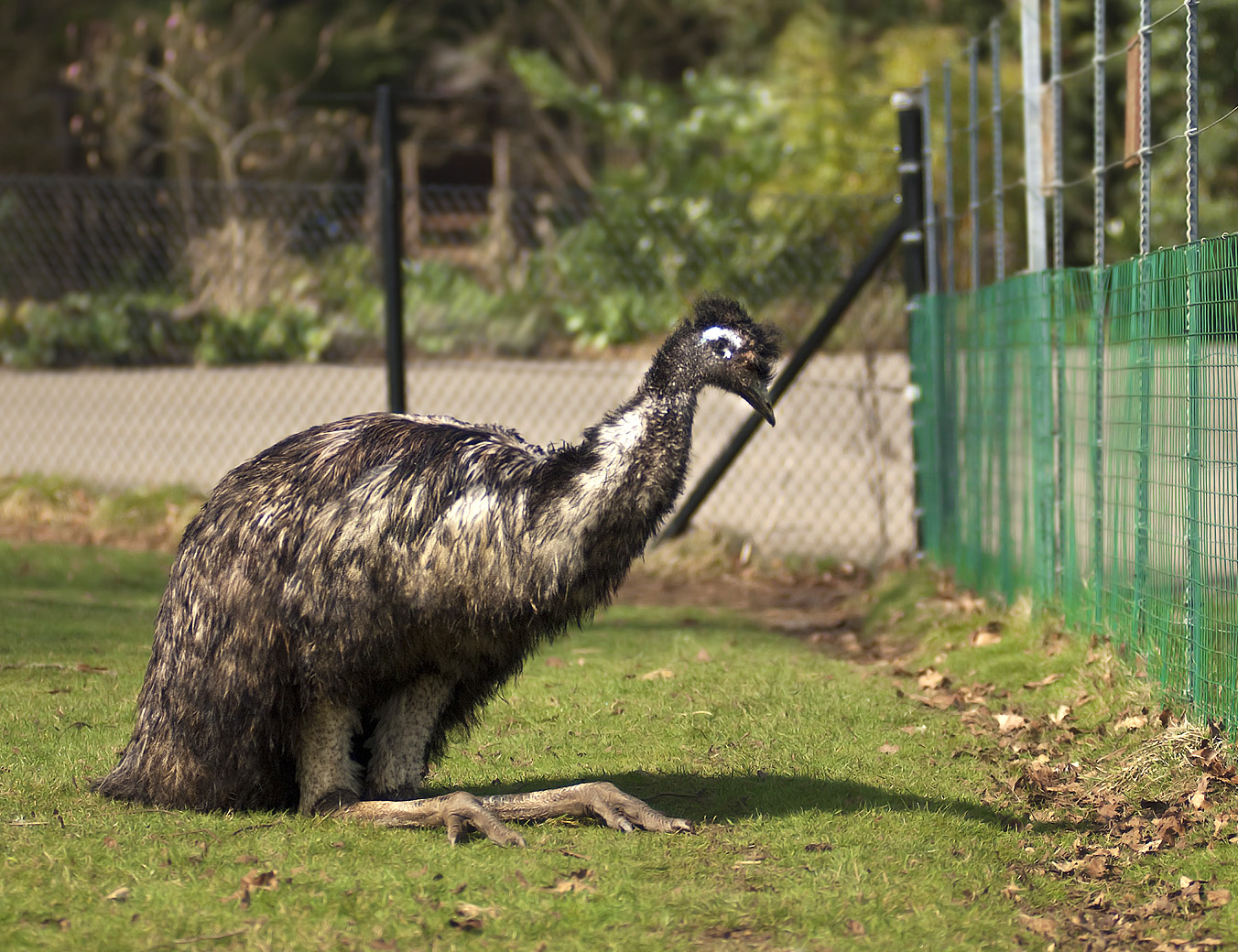 Emu 2.jpg