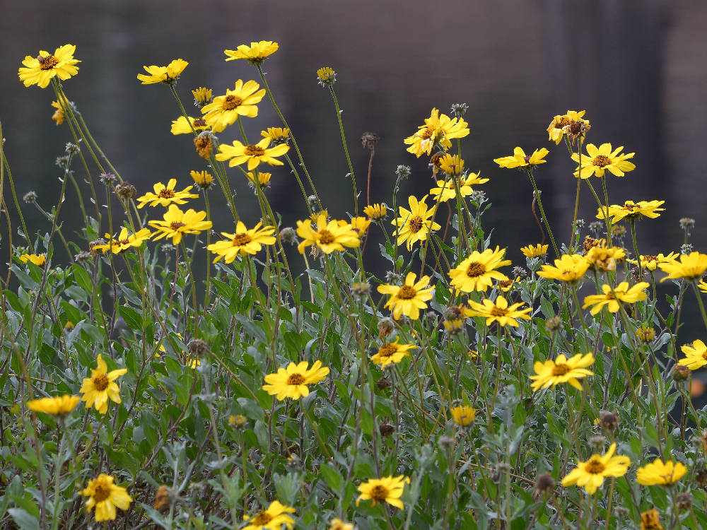 Encelia.jpg