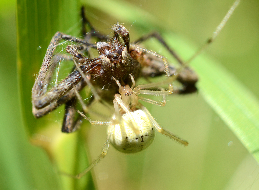 Enoplognatha ovata.jpg