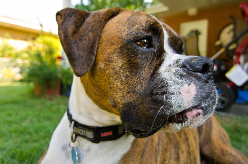 enzo profile (1 of 1).jpg