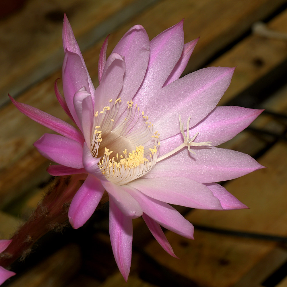 EpiFlower.jpg