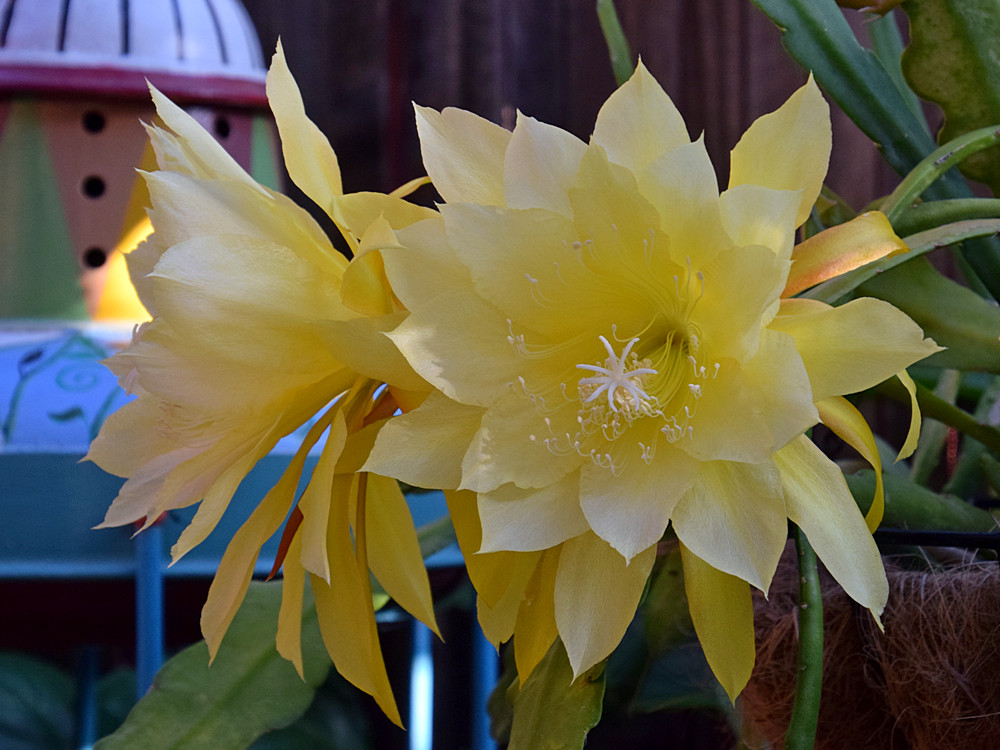 EpiFlower2_2015-05-10.jpg
