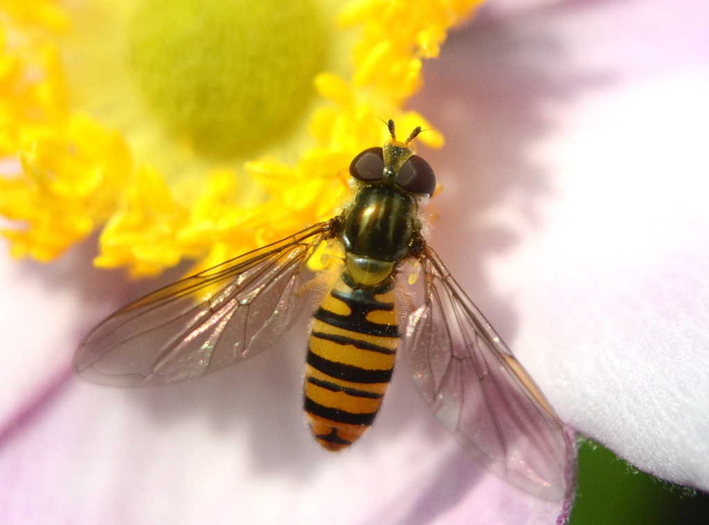 Episyrphus balteatus female.jpg