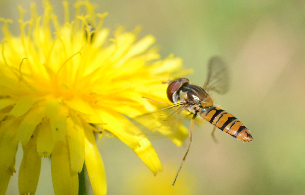 Episyrphus balteatus - Marmalade Fly.jpg