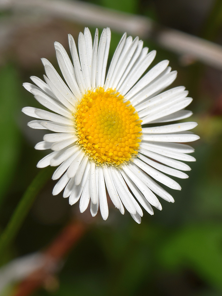 Erigeron.jpg