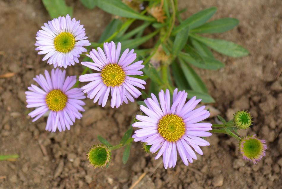 ErigeronOlga.jpg