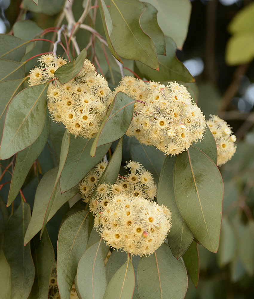 Eucalyptus.jpg