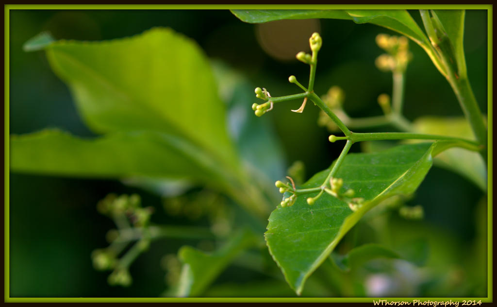 Euonymus.jpg