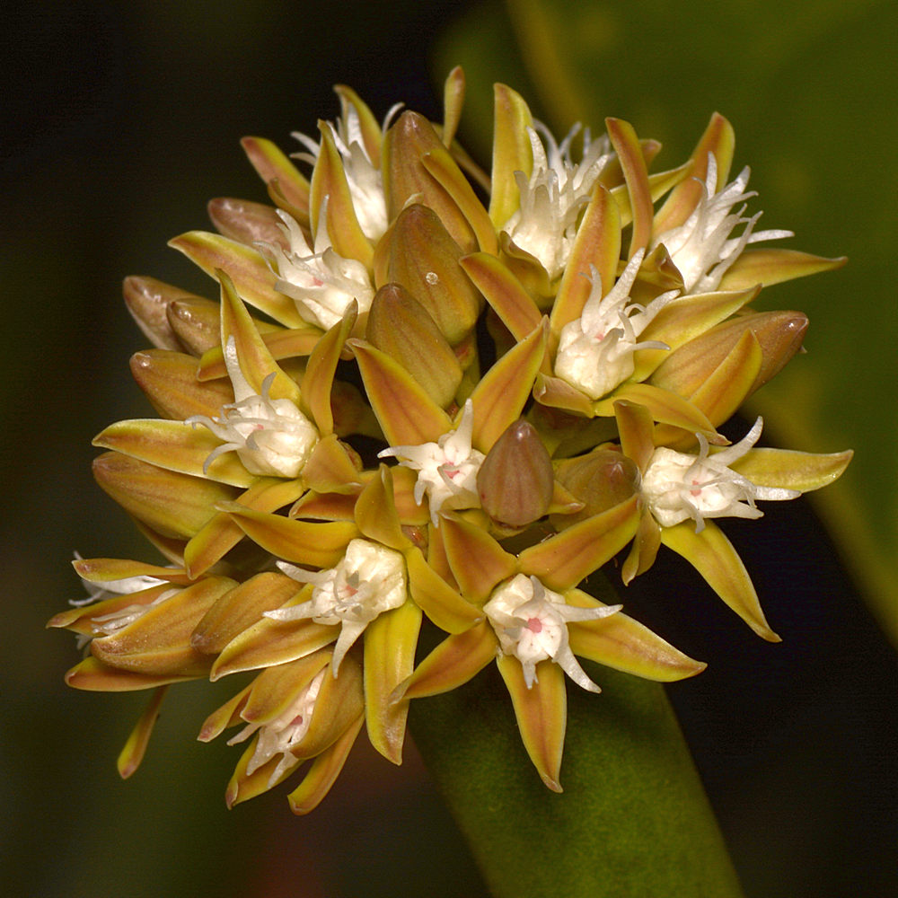 Euphorbia.jpg