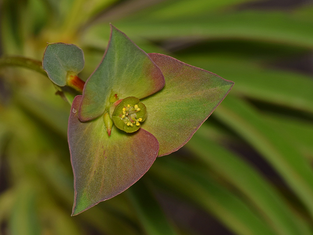 Euphorbia.jpg