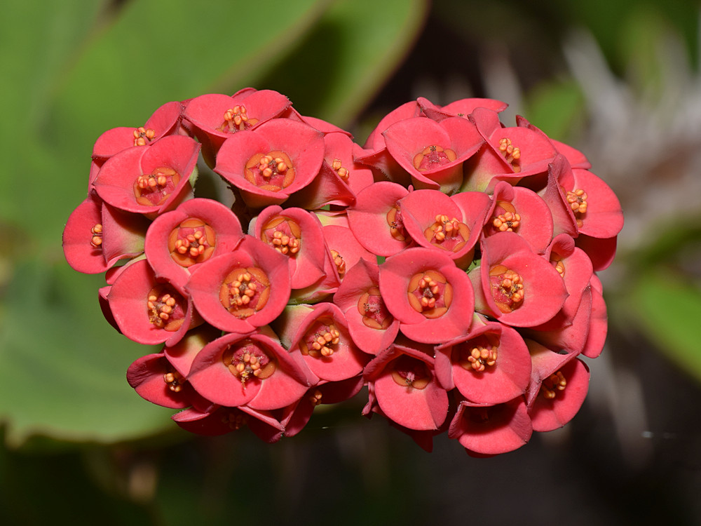 Euphorbia.jpg