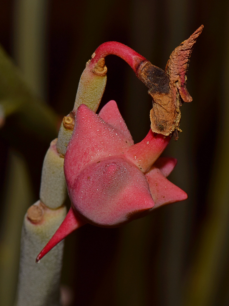 Euphorbia.jpg