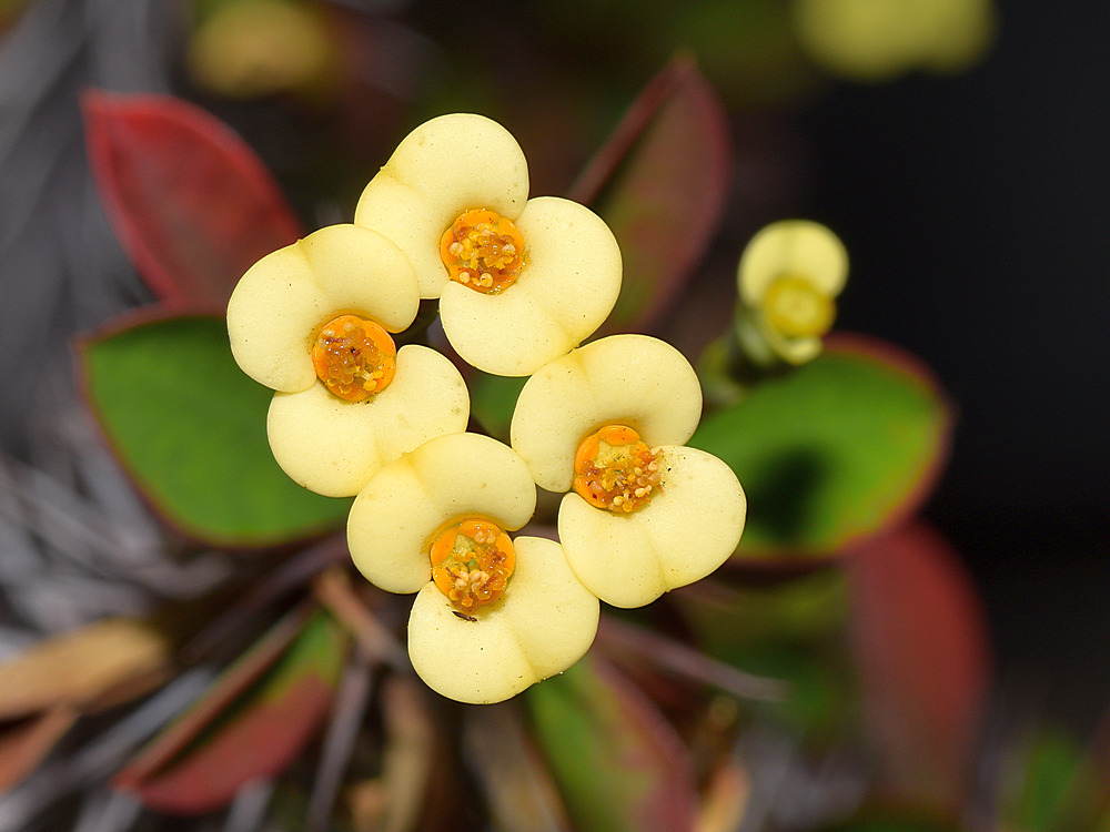 Euphorbia.jpg