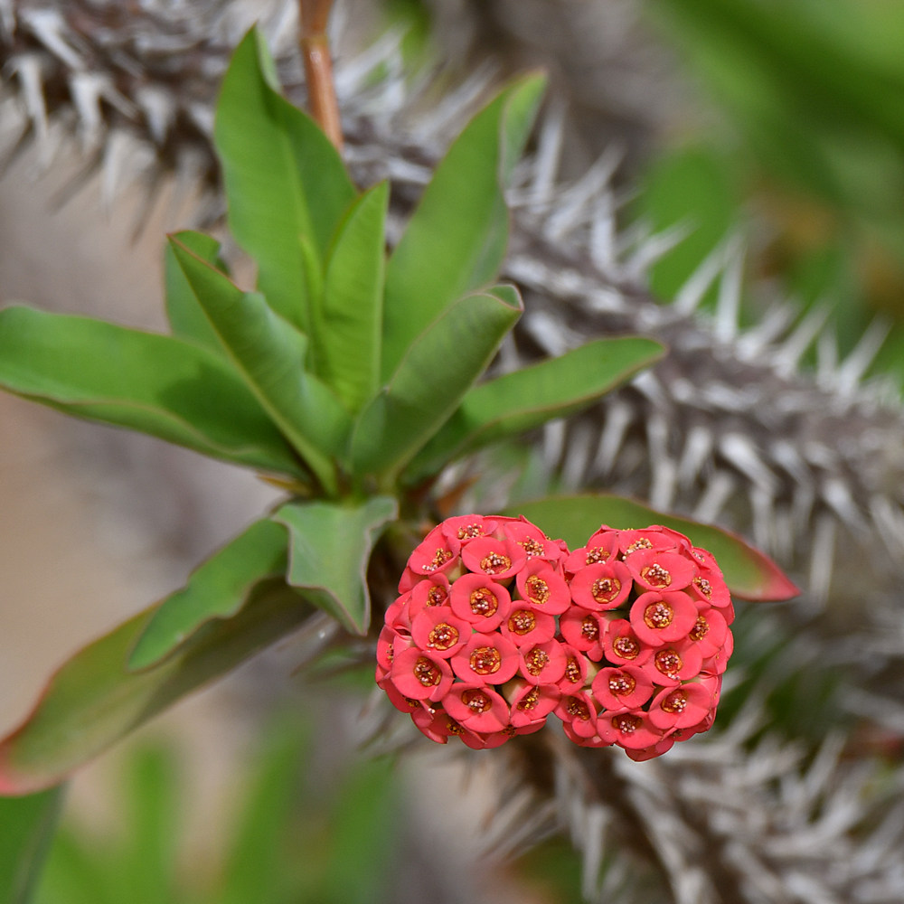 Euphorbia.jpg