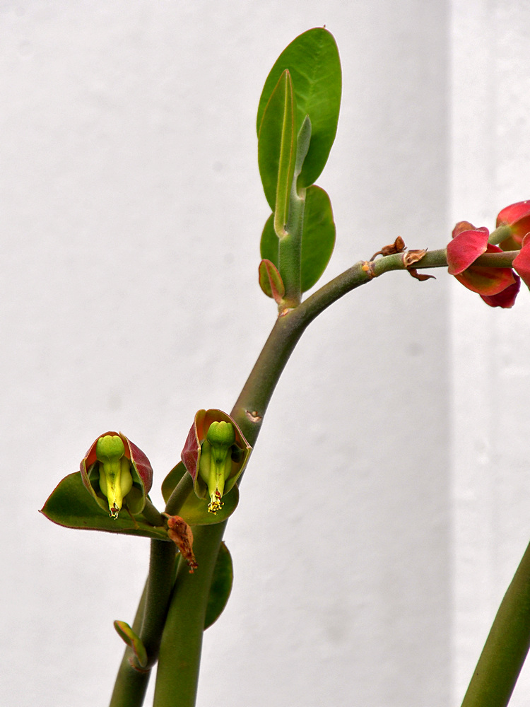 Euphorbia.jpg