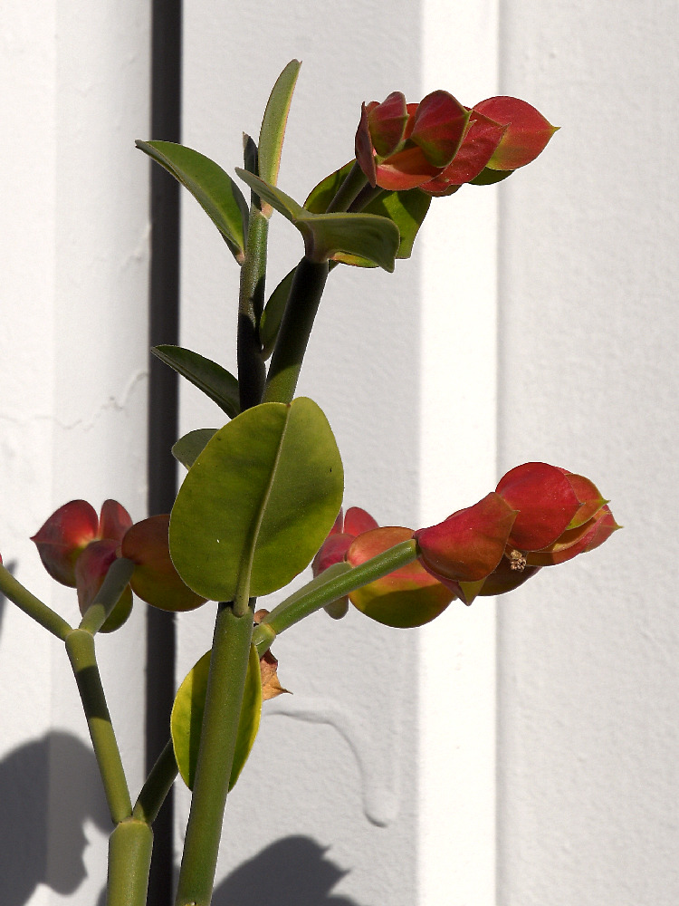 Euphorbia.jpg