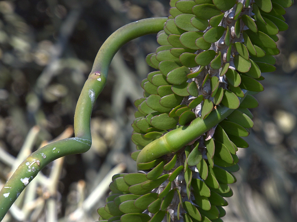 Euphorbia.jpg