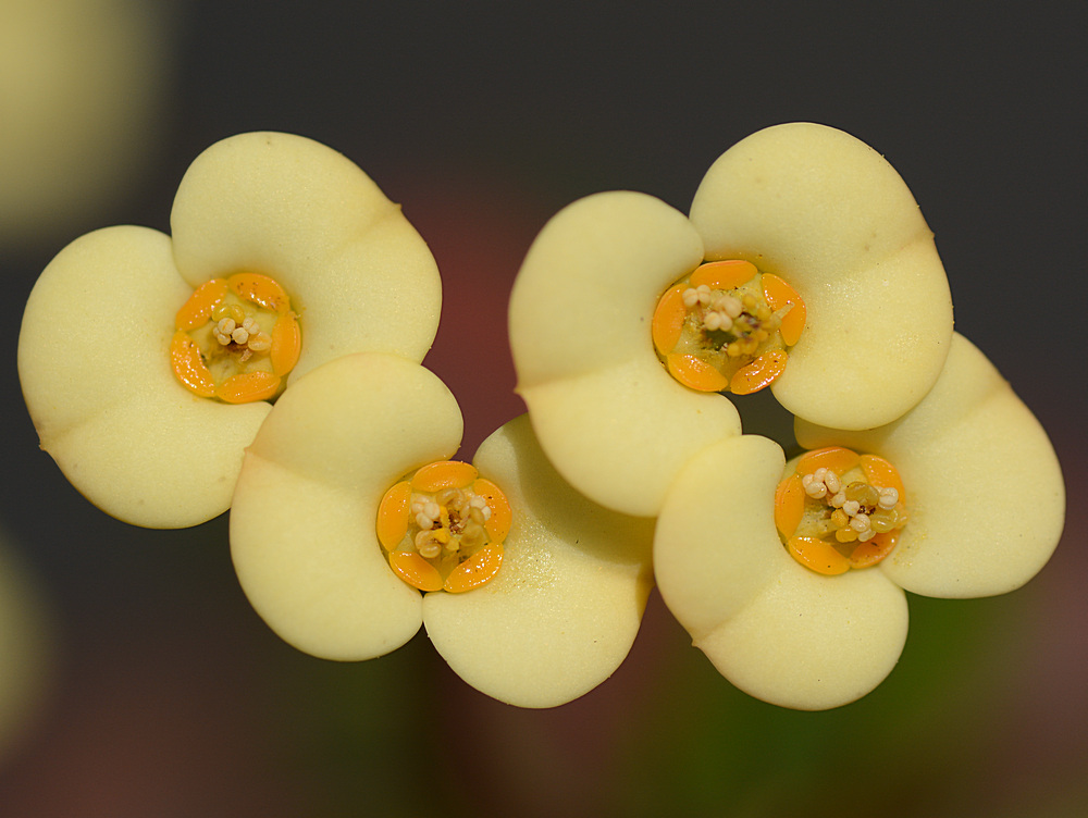 Euphorbia.jpg