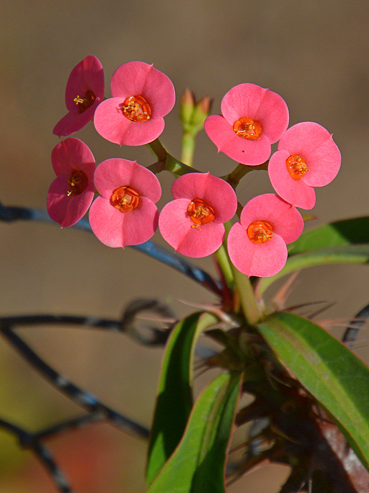 Euphorbia2.jpg
