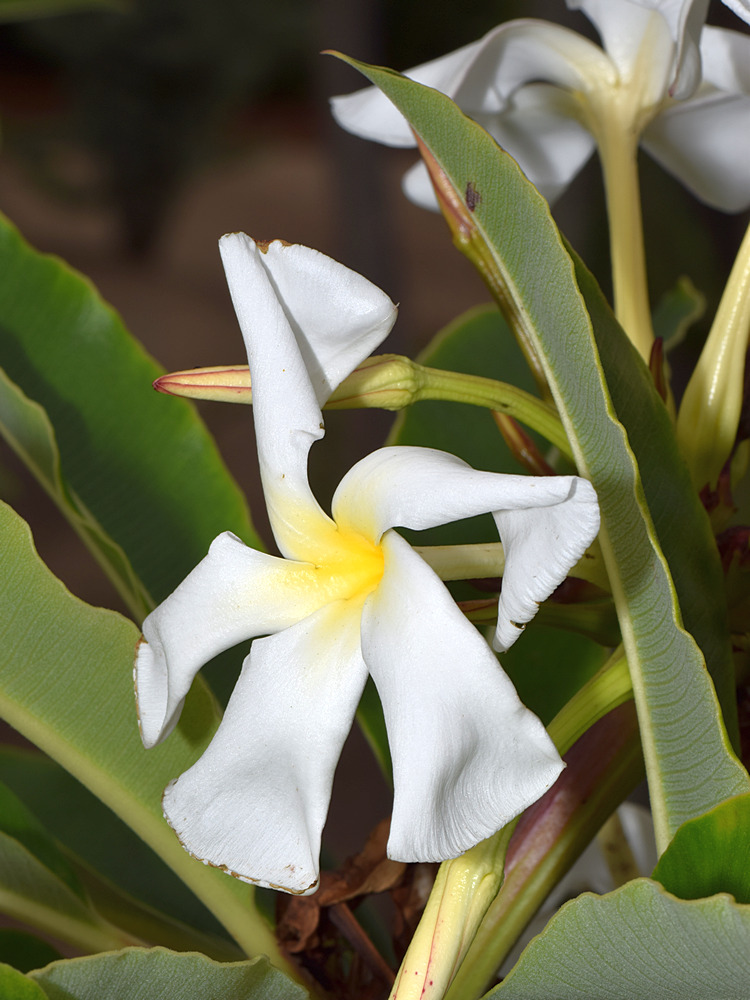 Euphorbia2.jpg
