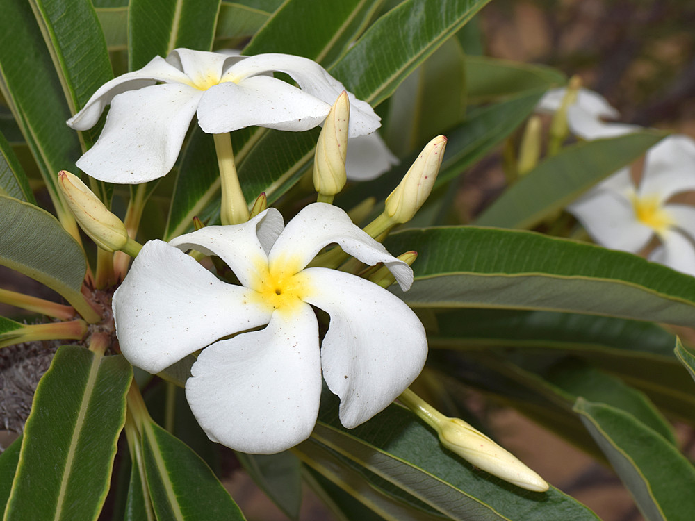 Euphorbia3.jpg