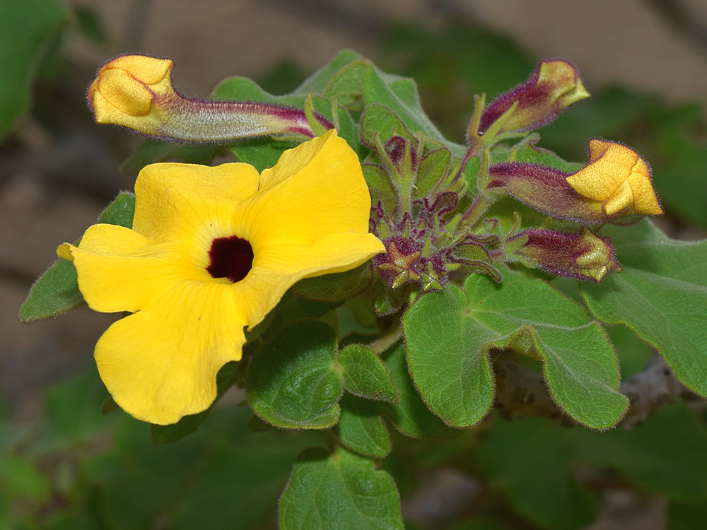 Euphorbia5.jpg