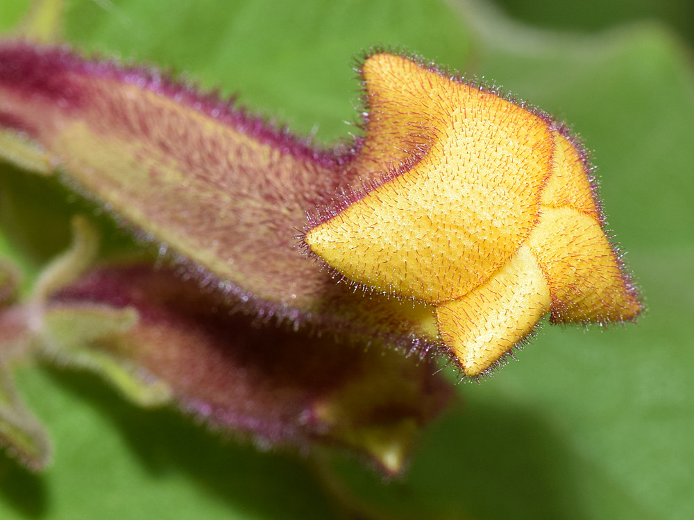 Euphorbia6.jpg