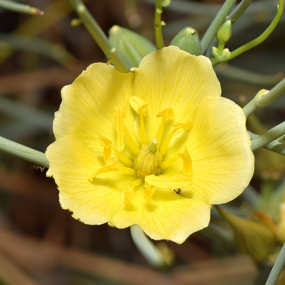 Euphorbia7.jpg
