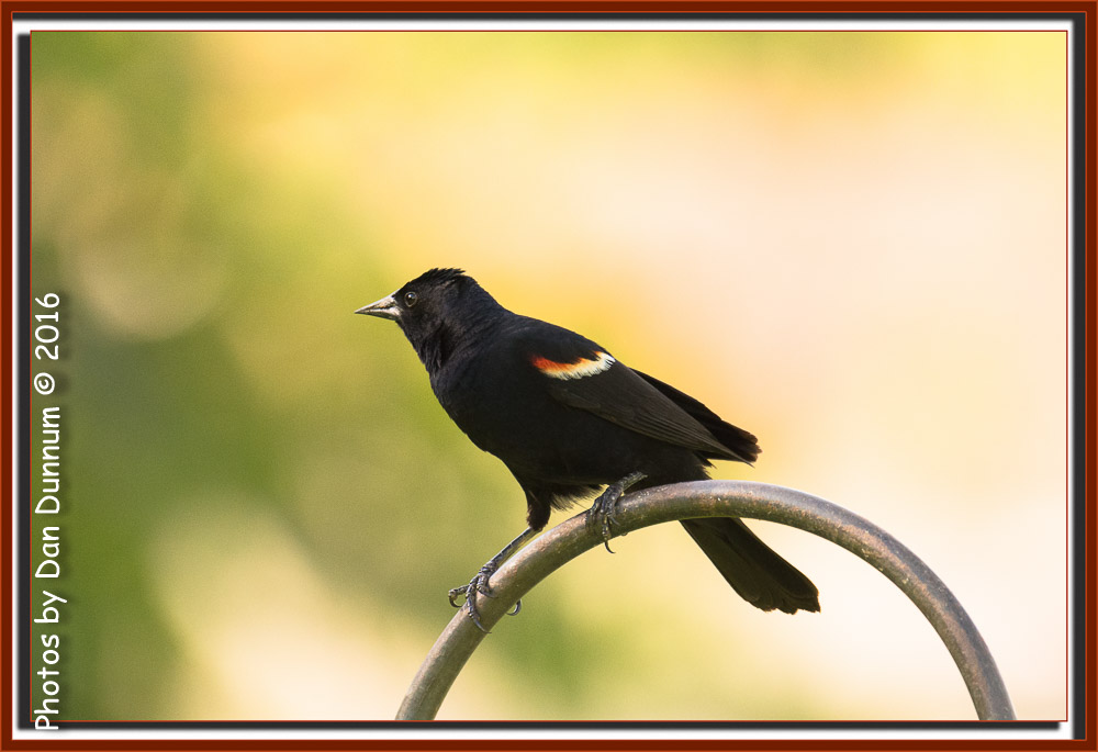 Evening Bird Watching-8365-Edit.jpg