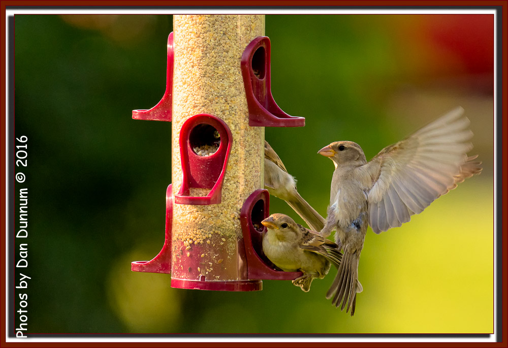 Evening Bird Watching-8381-Edit.jpg