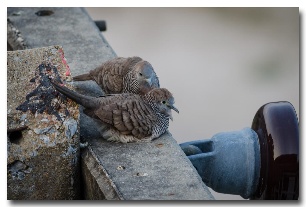 evening-birds-ype-banbung-1-FrameShop.jpg