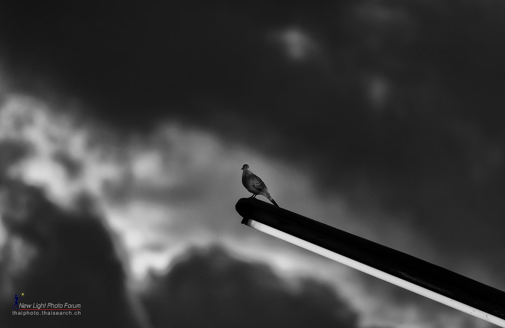 eveningbird-2.jpg