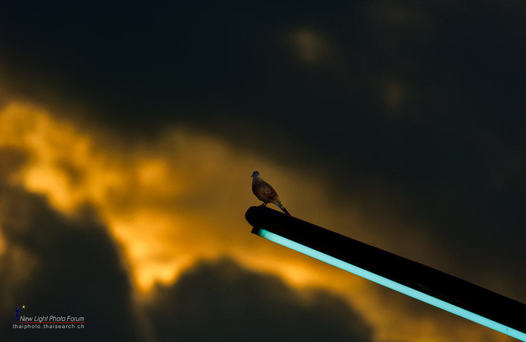 eveningbird.jpg